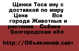 Щенки Тоса-ину с доставкой по миру › Цена ­ 68 000 - Все города Животные и растения » Собаки   . Белгородская обл.